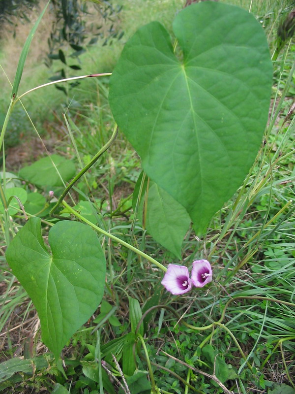 Argyreia nervosa (Burm.f.) Bojer